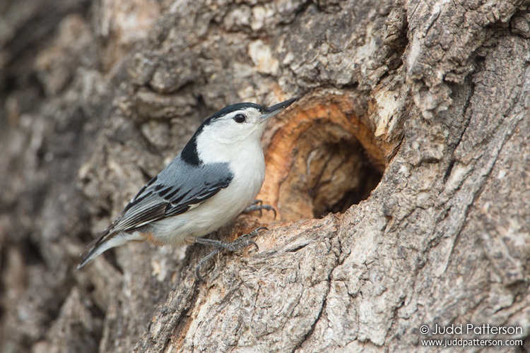 White-breasted Nuthatch, Lakewood Park, Salina, Kansas, United States